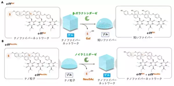 「特定の酵素の作用によって「溶ける／固まる」 新しいゼリー素材を開発 」の画像