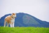 「二地域居住支援サイト「ANAの二地域居住 BLUE SKY LIFE」に秋田県内の6自治体が新たに参画！」の画像6