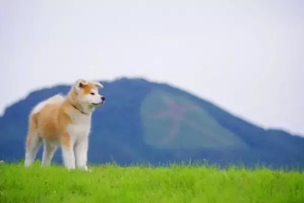 「二地域居住支援サイト「ANAの二地域居住 BLUE SKY LIFE」に秋田県内の6自治体が新たに参画！」の画像