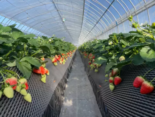 「地域連携による新アクティビティ開始」の画像