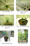 「京都府立植物園に 「伝承樹の苑(でんしょうじゅのその)」 開設」の画像4
