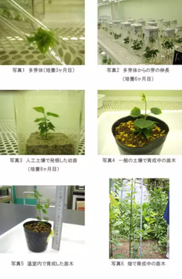 「京都府立植物園に 「伝承樹の苑(でんしょうじゅのその)」 開設」の画像