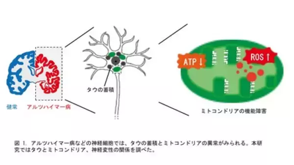 認知症の原因タンパク質によるミトコンドリアの変化を解明： 神経細胞死を引き起こす負のループを断つには