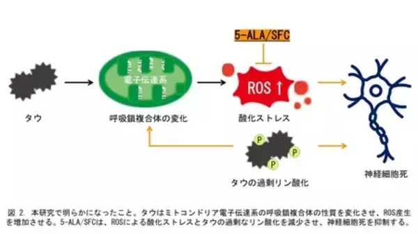「認知症の原因タンパク質によるミトコンドリアの変化を解明： 神経細胞死を引き起こす負のループを断つには」の画像