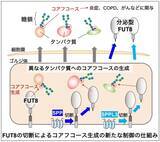 「炎症やCOPDなどに関わる糖鎖の新たな制御機構」の画像1
