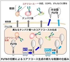 炎症やCOPDなどに関わる糖鎖の新たな制御機構