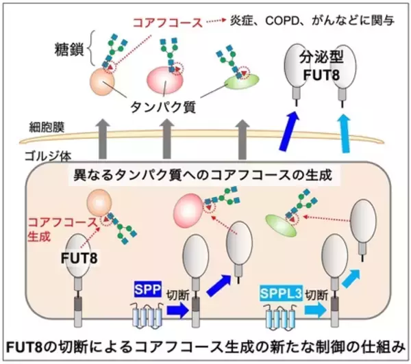 炎症やCOPDなどに関わる糖鎖の新たな制御機構