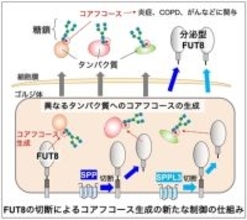 炎症やCOPDなどに関わる糖鎖の新たな制御機構