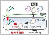 「炎症やCOPDなどに関わる糖鎖の新たな制御機構」の画像3
