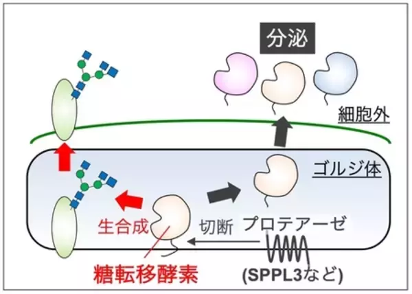 「炎症やCOPDなどに関わる糖鎖の新たな制御機構」の画像