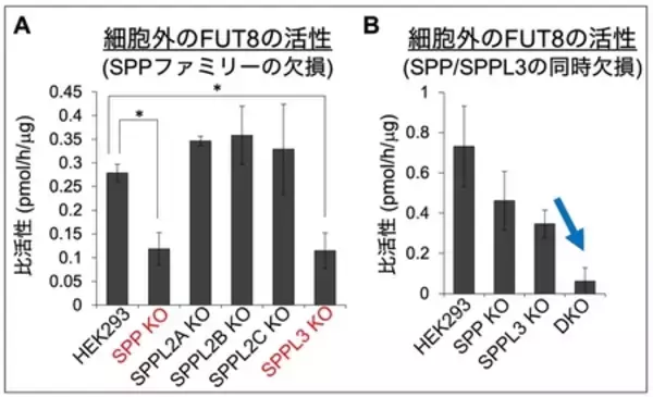 「炎症やCOPDなどに関わる糖鎖の新たな制御機構」の画像