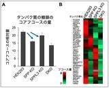 「炎症やCOPDなどに関わる糖鎖の新たな制御機構」の画像6