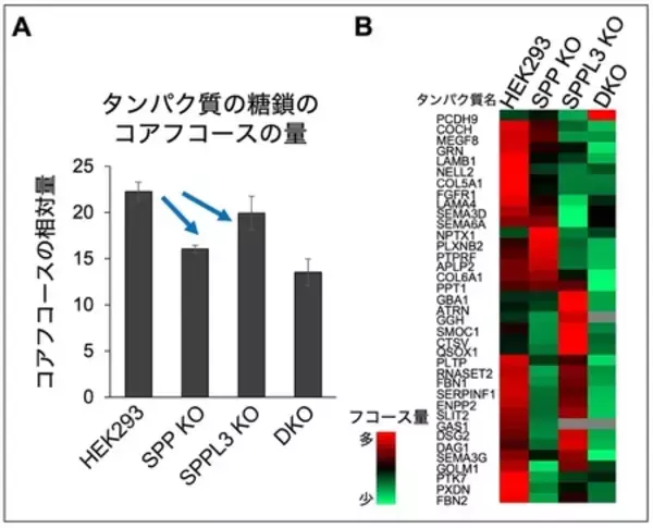 「炎症やCOPDなどに関わる糖鎖の新たな制御機構」の画像