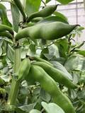 「知ってください、尼崎の伝統野菜　「一寸ソラマメ」の即売会が開催中です！」の画像3