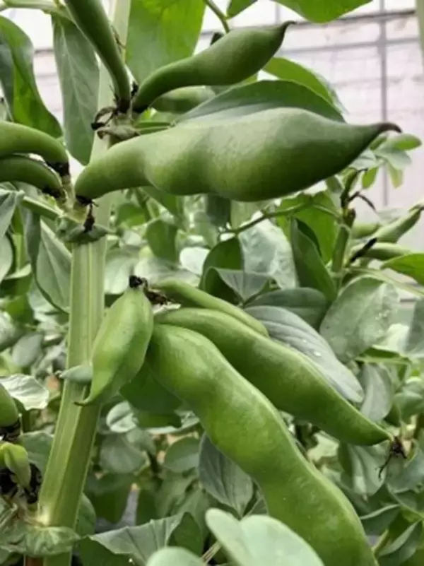 「知ってください、尼崎の伝統野菜　「一寸ソラマメ」の即売会が開催中です！」の画像