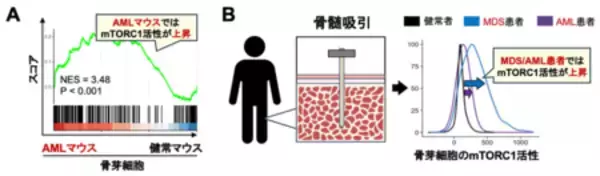 「血液のがん・白血病の新しい治療標的を同定！」の画像