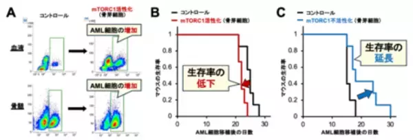 「血液のがん・白血病の新しい治療標的を同定！」の画像