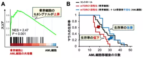 「血液のがん・白血病の新しい治療標的を同定！」の画像