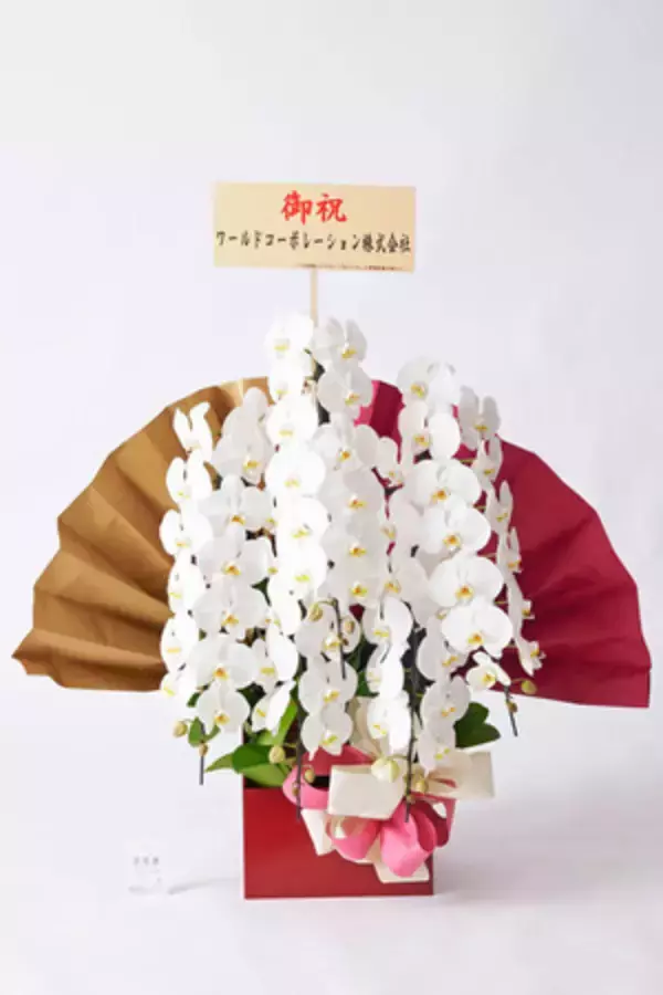 ダルマ付きや処分しやすい胡蝶蘭に支持、当選祝いの胡蝶蘭多様化進む