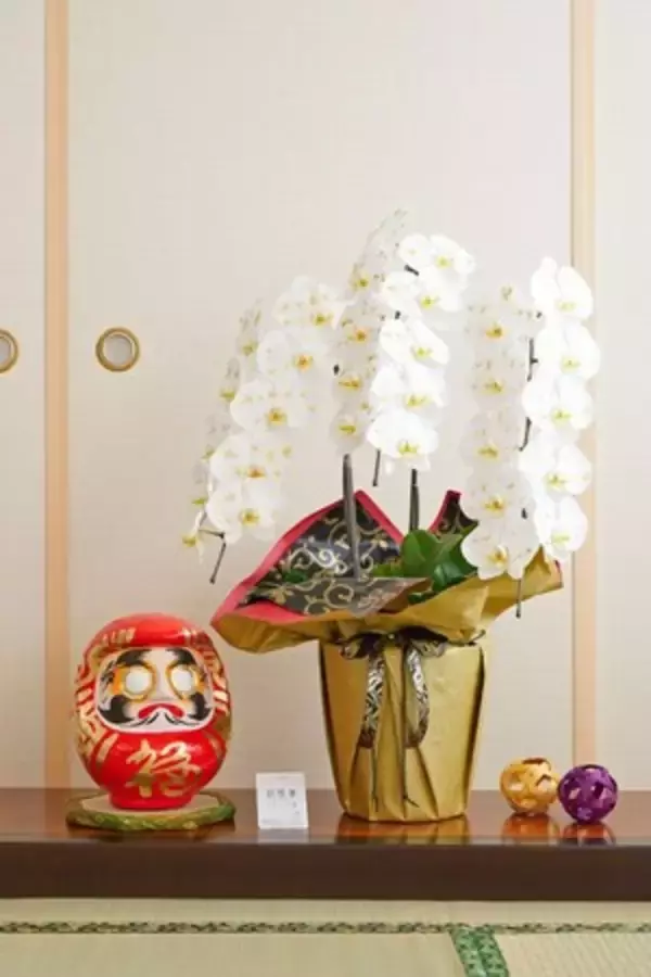「ダルマ付きや処分しやすい胡蝶蘭に支持、当選祝いの胡蝶蘭多様化進む」の画像