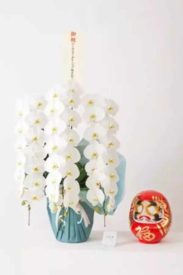 「ダルマ付きや処分しやすい胡蝶蘭に支持、当選祝いの胡蝶蘭多様化進む」の画像