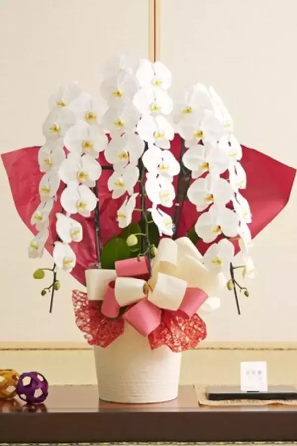 「ダルマ付きや処分しやすい胡蝶蘭に支持、当選祝いの胡蝶蘭多様化進む」の画像