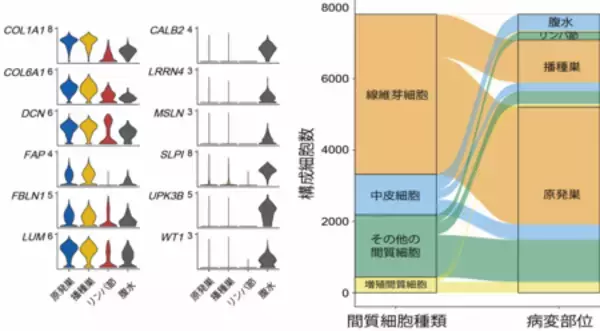 「卵巣癌の急速な腹膜播種形成のメカニズムを発見！」の画像