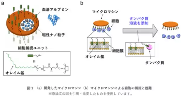 「マイクロマシンを用いて生体内に望みのパターンで細胞を配置」の画像