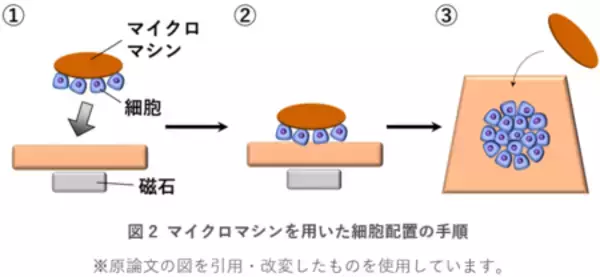 「マイクロマシンを用いて生体内に望みのパターンで細胞を配置」の画像