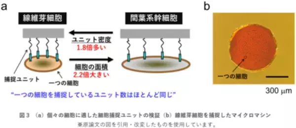 「マイクロマシンを用いて生体内に望みのパターンで細胞を配置」の画像