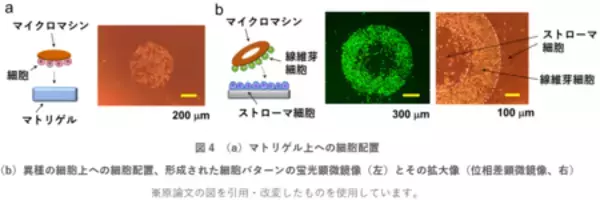 「マイクロマシンを用いて生体内に望みのパターンで細胞を配置」の画像