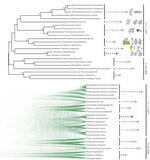 「[東京農業大学(共同研究)] 全ゲノム情報から赤色酵母サイトエラ属(Saitoella)の系統分類学的位置が明らかに」の画像1
