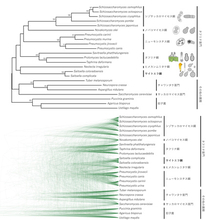 [東京農業大学(共同研究)] 全ゲノム情報から赤色酵母サイトエラ属(Saitoella)の系統分類学的位置が明らかに