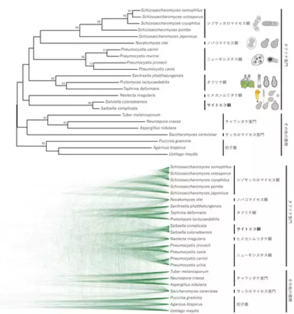 [東京農業大学(共同研究)] 全ゲノム情報から赤色酵母サイトエラ属(Saitoella)の系統分類学的位置が明らかに