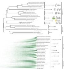 [東京農業大学(共同研究)] 全ゲノム情報から赤色酵母サイトエラ属(Saitoella)の系統分類学的位置が明らかに