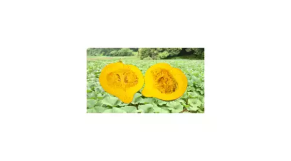 「ホクホク食感と豊かな甘みが魅力　栃木県の希少なブランド野菜 「中山かぼちゃ」をＪＡタウンで販売開始！」の画像