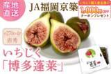 「JAタウンの博多うまかショップでなめらか&プチプチ食感をお得に楽しめる福岡いちじくキャンペーンを実施中」の画像4