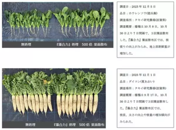 「気候変動下の栽培環境に応える農業資材　タキイ種苗　初のオリジナルBS資材『藻合力（ｿｳｺﾞｳﾘｮｸ）』を発売」の画像