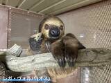 「【宇都宮動物園】 園内初となる室内展示場を開設」の画像2