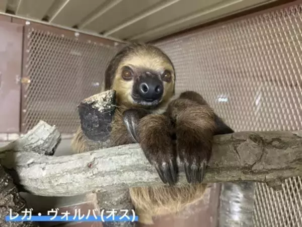 「【宇都宮動物園】 園内初となる室内展示場を開設」の画像