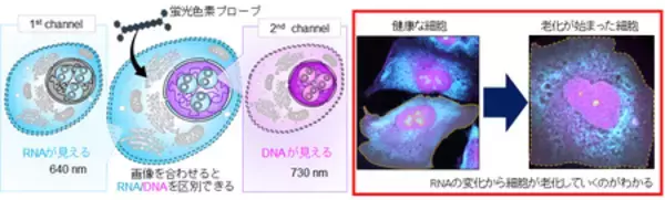 無害な光を用いたイメージングによる細胞内DNA・RNAの同時検出