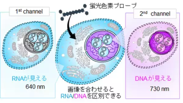 「無害な光を用いたイメージングによる細胞内DNA・RNAの同時検出」の画像