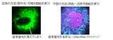 「無害な光を用いたイメージングによる細胞内DNA・RNAの同時検出」の画像3