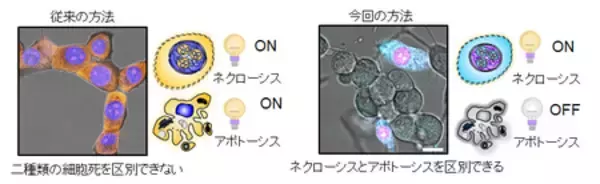「無害な光を用いたイメージングによる細胞内DNA・RNAの同時検出」の画像