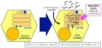 乳児の健康を支える「母乳オリゴ糖」をつくる培養細胞を開発