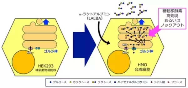 乳児の健康を支える「母乳オリゴ糖」をつくる培養細胞を開発