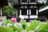 「【奈良市観光協会】蓮が咲き誇るお寺巡り「奈良・西ノ京ロータスロード」を6月18日から開催」の画像1