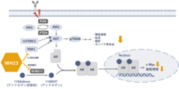難治性乳がんの治療を目指す新たな候補化合物を創出