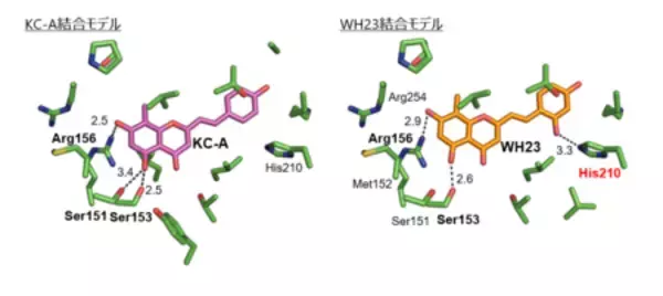 「難治性乳がんの治療を目指す新たな候補化合物を創出」の画像