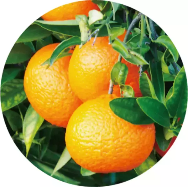 「「DHC オリーブ バージンオイル」が、初の”アロマ仕様“で登場！」の画像